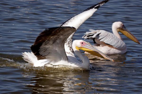 白鵜鶘遷徙 白鵜鶘遷徙