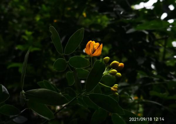 雙莢決明,秋日的色彩 雙莢決明,秋日的色彩