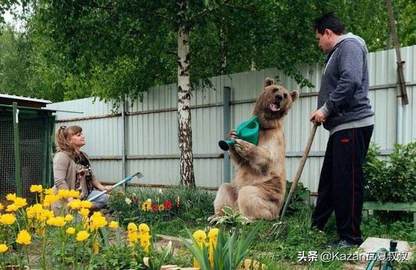 28年前，俄羅斯夫婦收養了一隻小棕熊，如今他們活成了幸福一家人