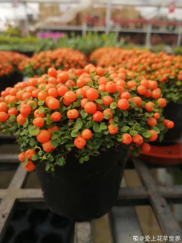 6種“觀果植物”，小果實掛滿枝頭，半年不落，喜慶又好看