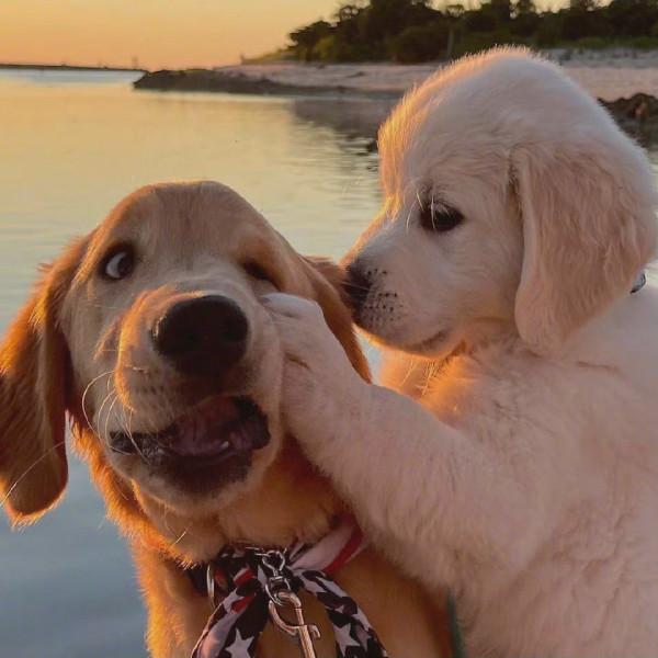 和你一起看日落 一組萌寵狗狗可愛桌布 和你一起看日落 一組萌寵狗狗可愛桌布