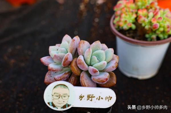 多肉葉片乾癟都是什麼原因？從5點下手養護，收穫冬季美肉