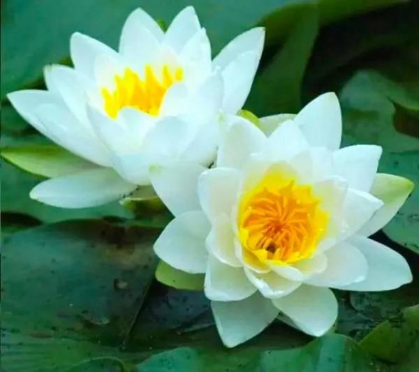 分享：花開並蹄，開得如此燦爛唯美，奇觀美景，令人陶醉