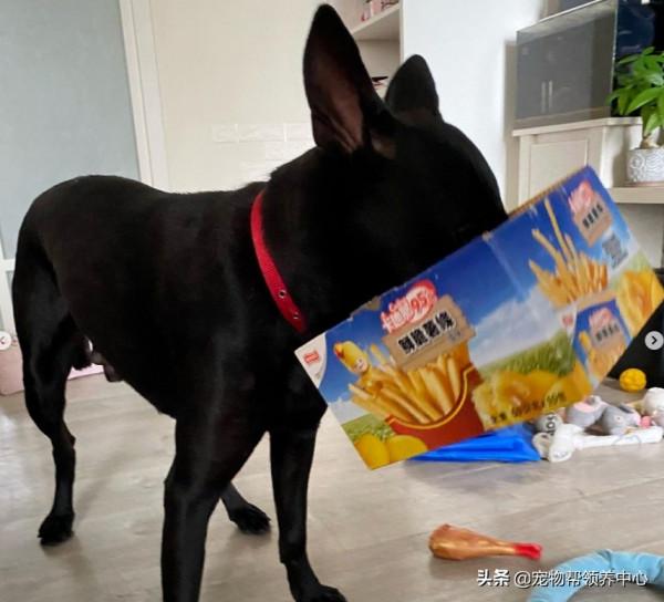 狗狗被主人抓去掙狗糧錢，看到它賣力的樣子，我又自閉了