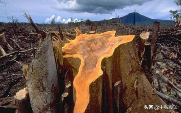 為什麼開發以鋼代木的產品