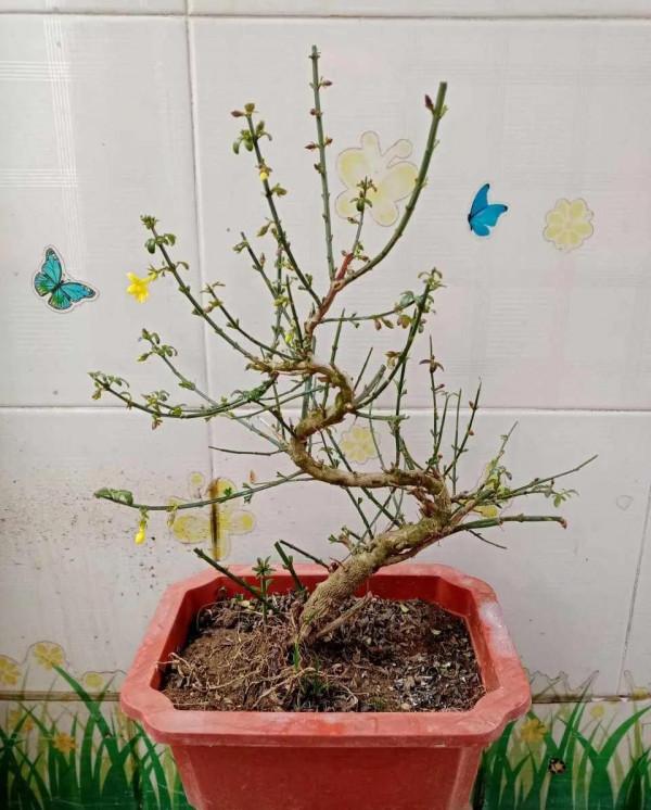 氣溫回升，5種花早施肥早開花，抓緊了