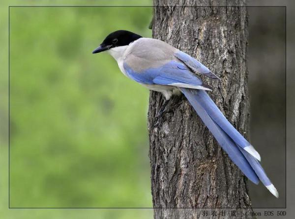 七十年代農村那些熟悉的鳥兒