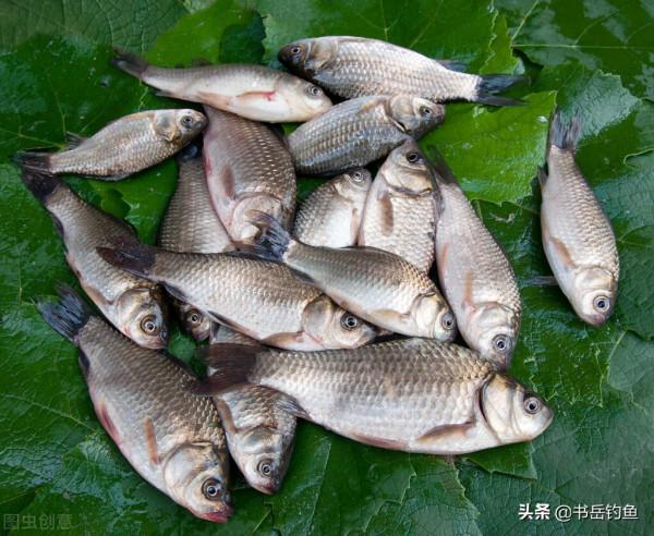 立春節氣不要輕易下竿，三點問題讓你空軍而歸！釣友：還真是如此