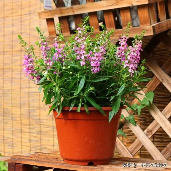 秋天買什麼花？這20種花建議選幾個，好看又好養，秋天買沒錯