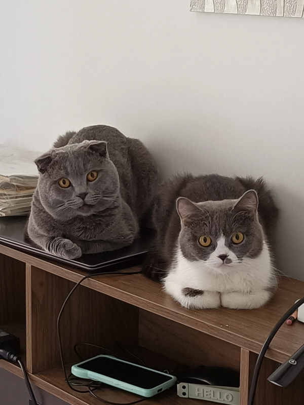 貓咪總是舔下面，不要覺得是愛乾淨，很可能是生病了