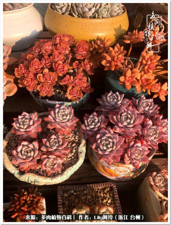 多肉是一個人的狂歡，小城多肉花壇準備出道啦
