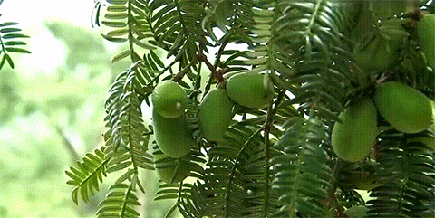 有什麼事，年後再說！冷門小眾年貨專題，一次安排7種