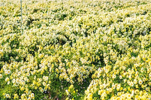 長三角這9條美麗鄉村休閒旅遊行（秋季）路線，你走過幾條？