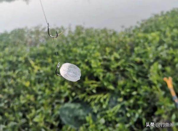 釣魚圈也存在鄙視鏈？野釣黑坑吵得最兇，路亞在角落瑟瑟發抖