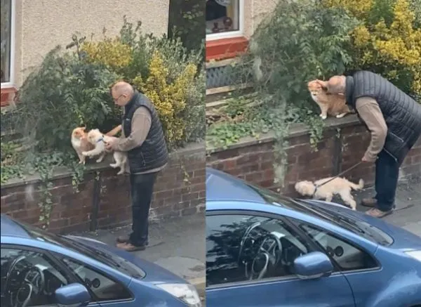 老人遛狗見貓鄰居暖心打招呼,出奇不意的溫暖,給人滿滿的正能量 老人遛狗見貓鄰居暖心打招呼,出奇不意的溫暖,給人滿滿的正能量