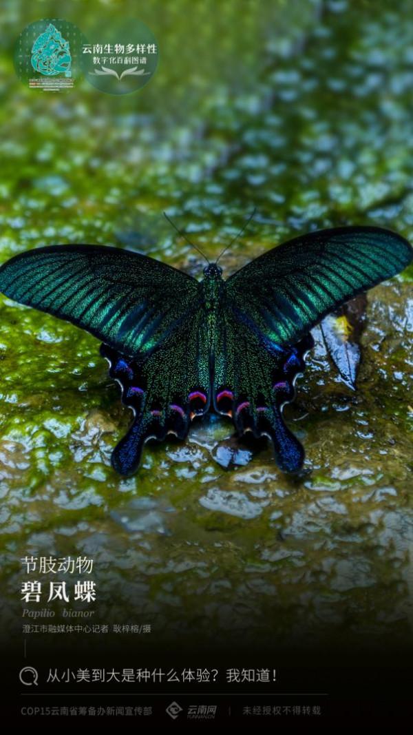 「雲南生物多樣性數字化百科圖譜」節肢動物•碧鳳蝶:從小美到大是種什麼體驗?我知道 「雲南生物多樣性數字化百科圖譜」節肢動物•碧鳳蝶:從小美到大是種什麼體驗?我知道