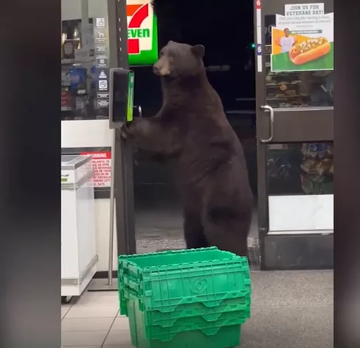 美國棕熊闖便利店 進門取洗手液消毒 網友：這是要成精