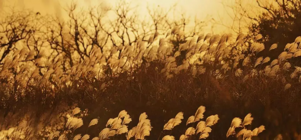 再不去看就晚了！山東6個小眾又絕美的賞蘆勝地，濃縮了整個冬日的浪漫！