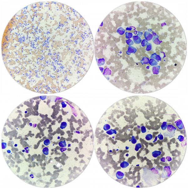 狗狗癱瘓了,還能站起來嗎? 狗狗癱瘓了,還能站起來嗎?