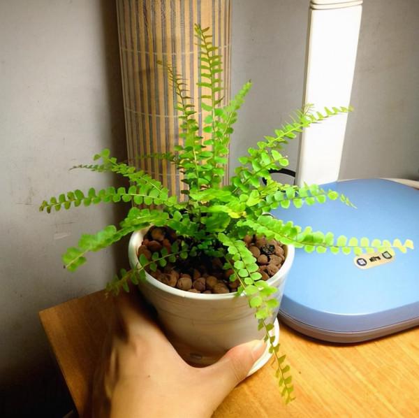 家裡養盆天然加溼器，淨化空氣又加溼，空氣質量槓槓的