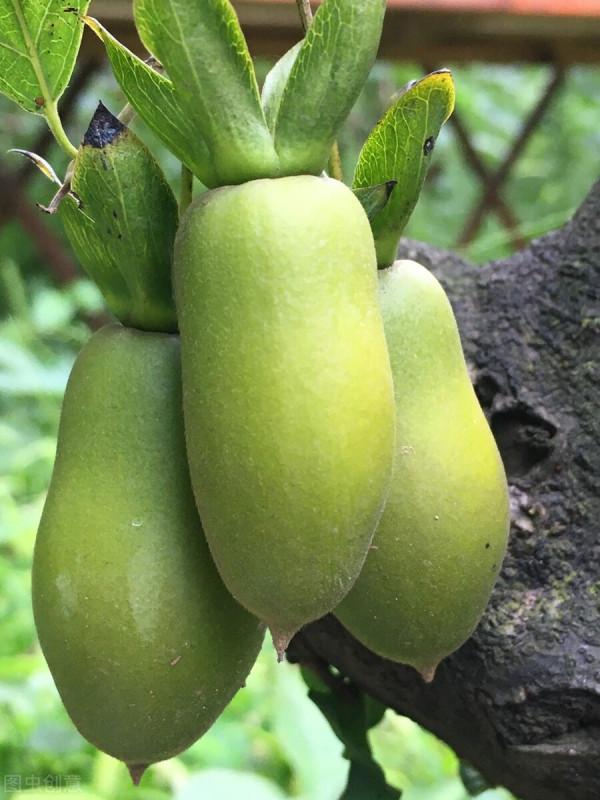 金彈的掛果期，你們知道有多少天嗎？