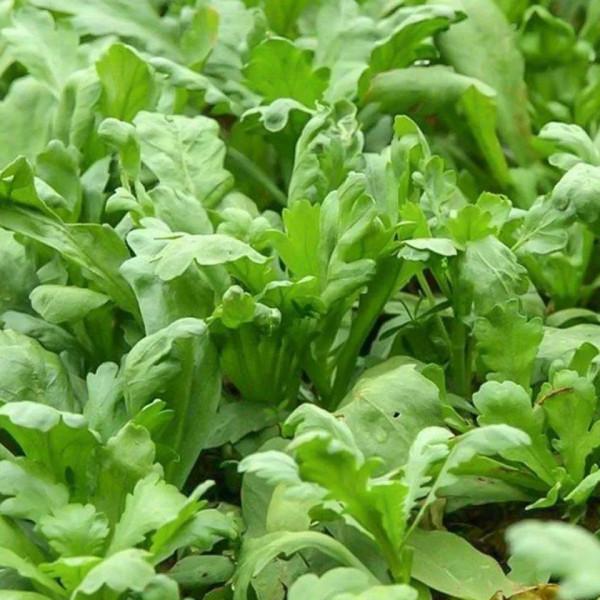 入冬後記得給孩子吃7種綠葉菜,維生素K含量高,價格也不貴 入冬後記得給孩子吃7種綠葉菜,維生素K含量高,價格也不貴