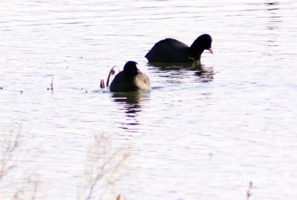 練江河景觀大橋下 候鳥成雙成對 真是美醉了