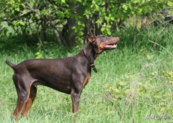 世界上50個最受歡迎的犬種的起源 世界上50個最受歡迎的犬種的起源