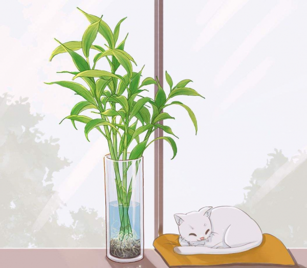 水培富貴竹總黃葉,關鍵是施肥有問題,2個要點解決問題 水培富貴竹總黃葉,關鍵是施肥有問題,2個要點解決問題