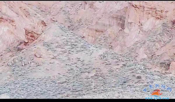 國家二級保護動物岩羊在祁連山自然保護區康樂自然保護站九個泉資源管護站轄區頻繁活動