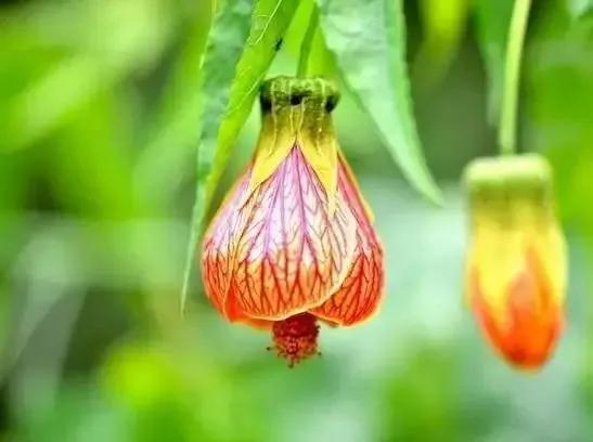 世界上100種奇花，你見過的有哪些