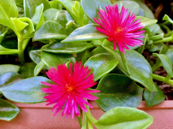 20種常見的“安全花”，家裡有孕婦小孩也不怕，無毒無害很安全