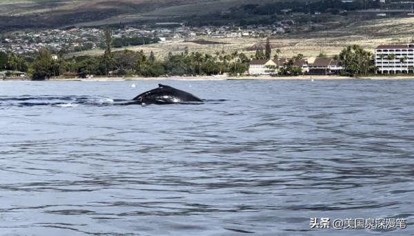 乘風破浪觀賞巨鯨 海底探險博覽魚群