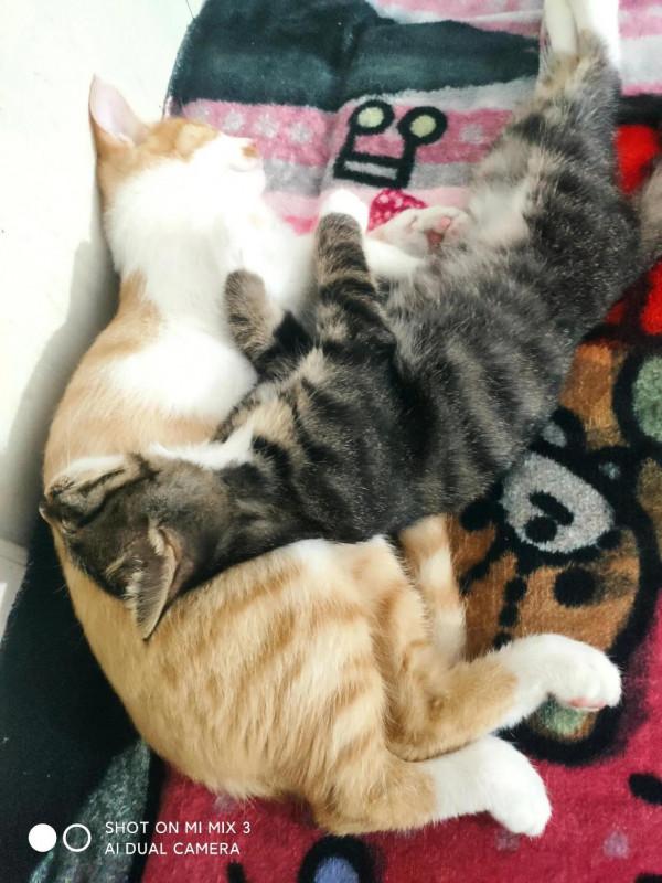 夏天的時候在田地裡收養的小貓咪，如今已然變成了胖橘