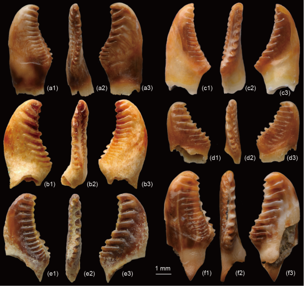 咽喉齒演化說明：草魚可能起源於3千萬年前中國西部的肉食性魚類