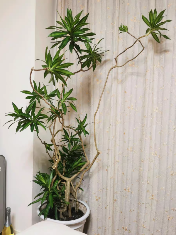 1種花俗稱“搖錢樹”,滿盆長滿小元寶,大吉大利,好看吉祥 1種花俗稱“搖錢樹”,滿盆長滿小元寶,大吉大利,好看吉祥