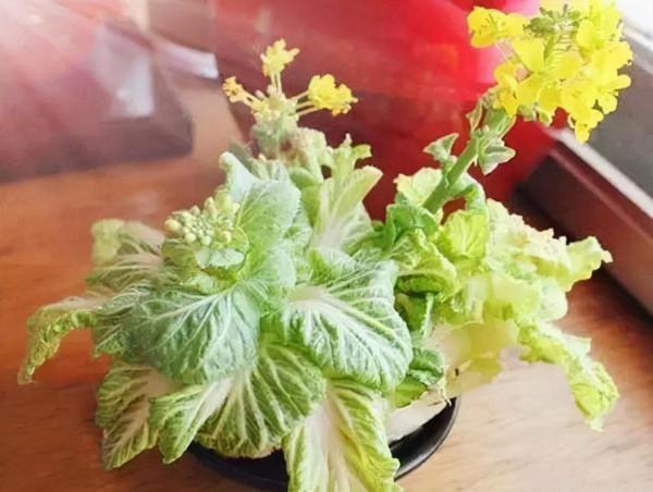 4種“蔬菜頭”不要扔，“丟”在水裡，一週養成盆栽，天天能吃