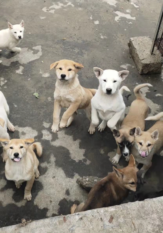 潘老闆用“畜禽腸健活菌劑”預防肉狗腸道疾病效果顯著