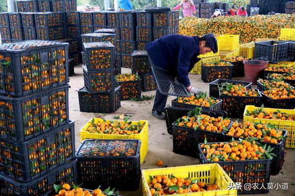 水果今年預計又會出現滯銷情況，到底是什麼原因引起的呢？
