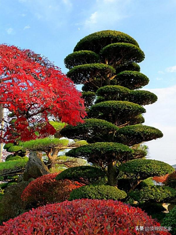 怎麼選購庭院造型樹？選購造型樹的基本常識