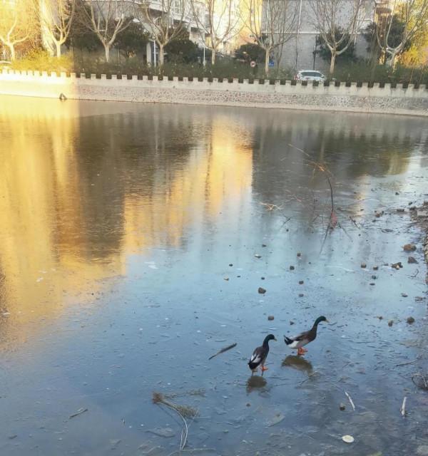 冬日結冰的湖面，兩隻在湖裡生存了五年的鴨卻無水可遊