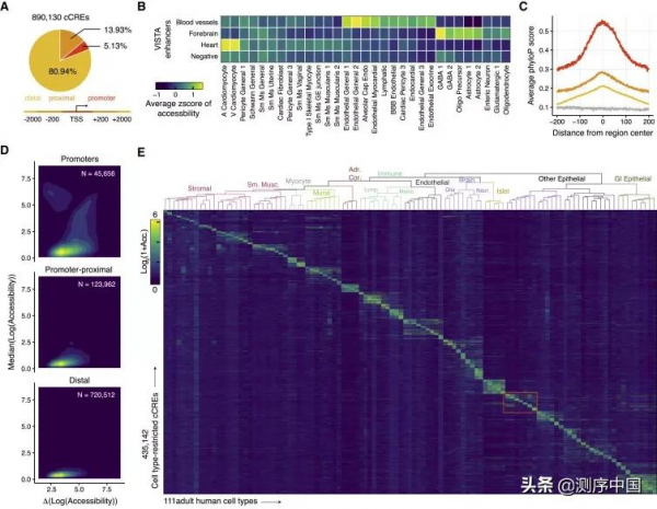加州大學任兵團隊發表迄今最大規模人類單細胞染色質可及性圖譜 加州大學任兵團隊發表迄今最大規模人類單細胞染色質可及性圖譜