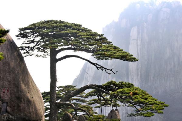 黃山迎客松