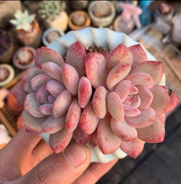 看了就想抱回家的多肉