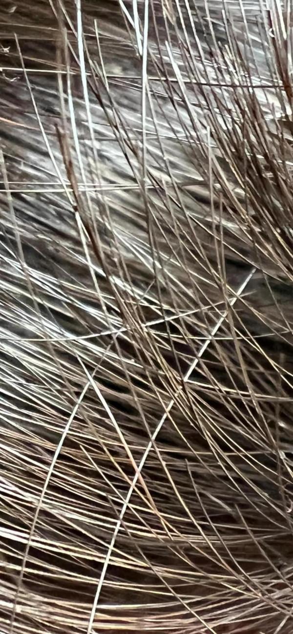 iPhone 13 pro max 微距拍攝能力有多強