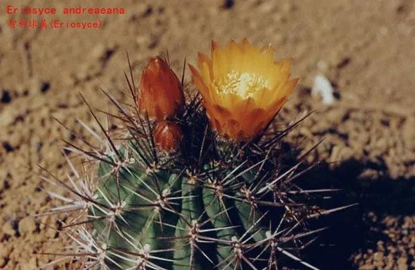 仙人球類科普之智利球屬（一）