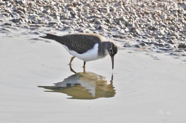 照片故事～阿爾沃河口溼地隨拍