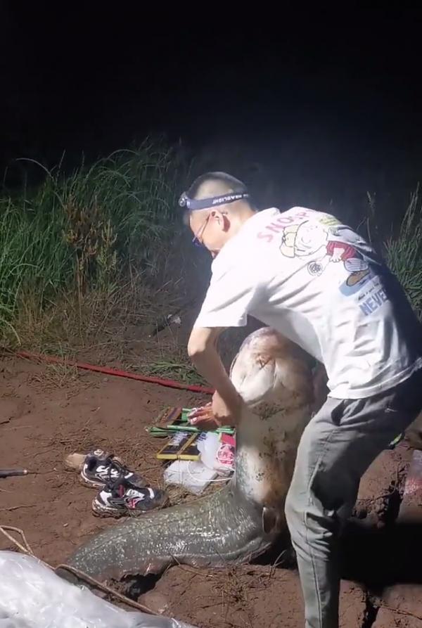 西江80斤鯰魚王被人釣起!幾乎與人等高,網友:應該放生 西江80斤鯰魚王被人釣起!幾乎與人等高,網友:應該放生