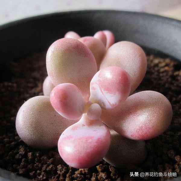 適合新手的桃蛋多肉,掌握三秘訣,遇水瘋長,三個月還能變老樁 適合新手的桃蛋多肉,掌握三秘訣,遇水瘋長,三個月還能變老樁