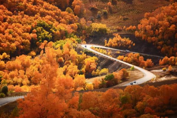 一樹一秋色，盤點那些“此生不可錯過”的塞上森林公園